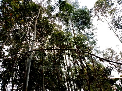 Prime 50x100 Forested Plot - Image 5