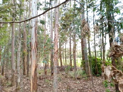 Prime 50x100 Forested Plot - Image 3