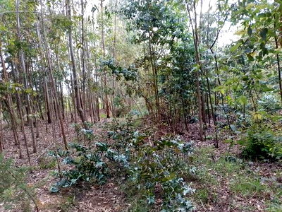 Prime 50x100 Forested Plot - Image 2
