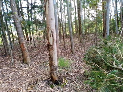 Prime 50x100 Forested Plot - Image 6