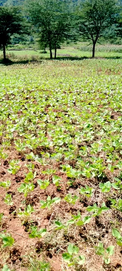 5 Acres for Sale in Subukia Polepole Area at 700kper Acre - Image 9