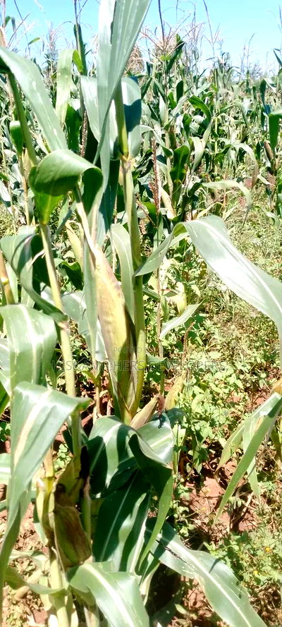 5 Acres for Sale in Subukia Polepole Area at 700kper Acre - Image 4