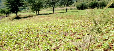 5 Acres for Sale in Subukia Polepole Area at 700kper Acre - Image 8