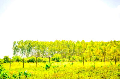 Residential Plots in Kisumu - Image 2