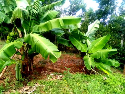 40 Acres for Sale in Tigoni Kiambu Near Limuru Golf Club - Image 2