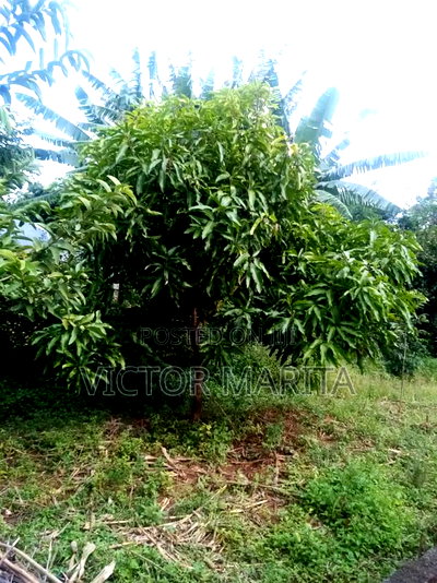 40 Acres for Sale in Tigoni Kiambu Near Limuru Golf Club - Image 3