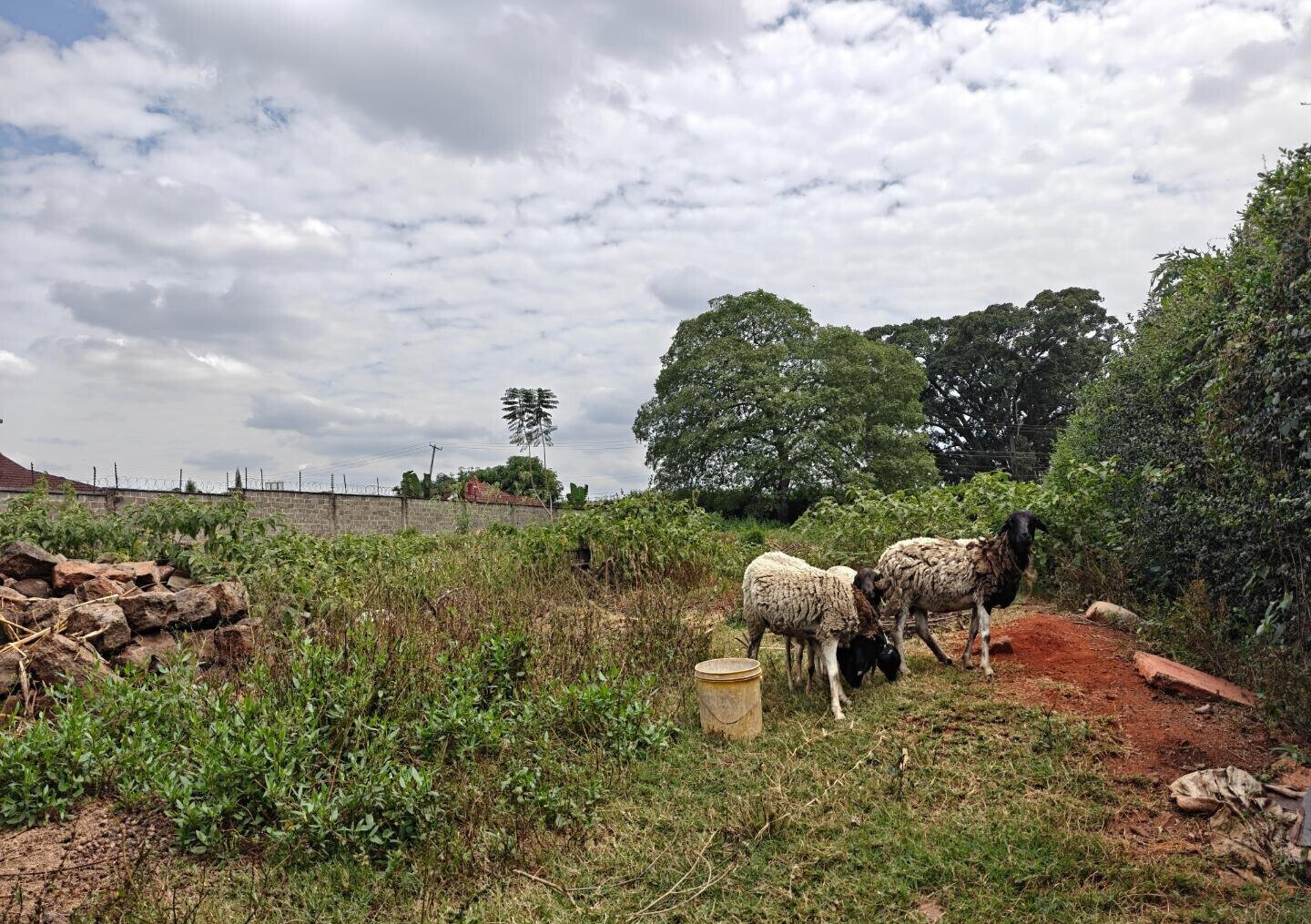 1/2 Acre Garden Plot in Muthaiga