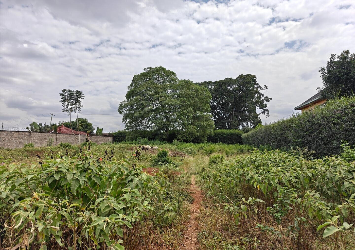 1/2 Acre Garden Plot in Muthaiga