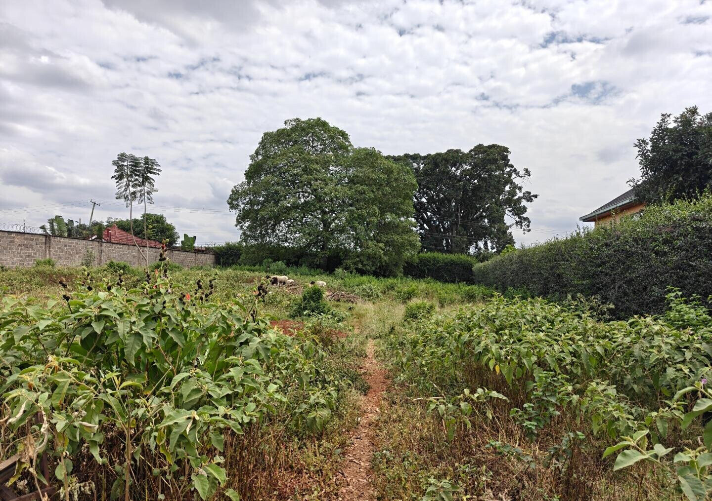 1/2 Acre Garden Plot in Muthaiga
