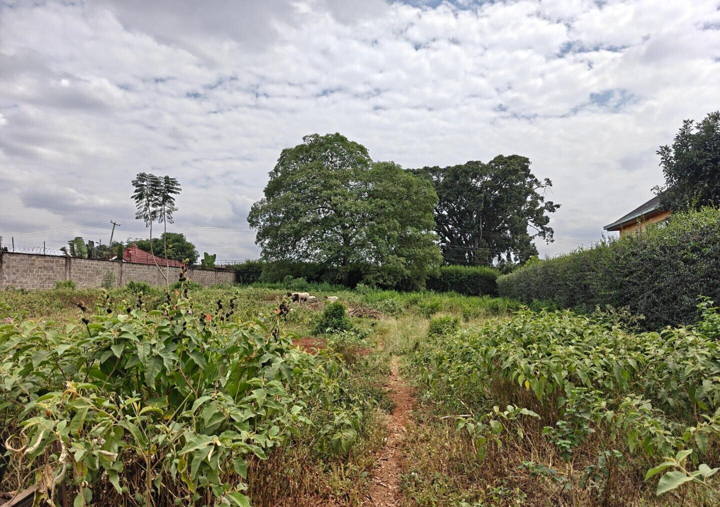 1/2 Acre Garden Plot in Muthaiga