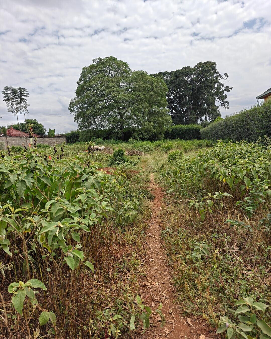 1/2 Acre Garden Plot in Muthaiga
