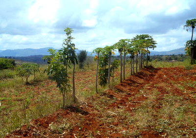1/2 Acre Garden Plot in Machakos