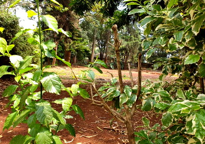 750-Acre Kileleshwa Land for Sale