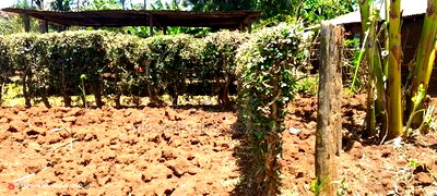 Quick Sale, 4 Acres in Subukia Near a River at 1.5m Per Acre - Image 10