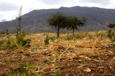 Embu County, Kiambere 17 Acres Ready Agricultural Farmland. - Image 8