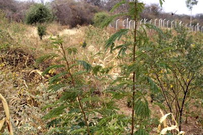 Embu County, Kiambere 17 Acres Ready Agricultural Farmland. - Image 16