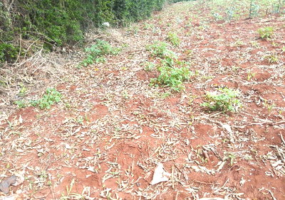 Quarter Acre in Karen at KSh 13M