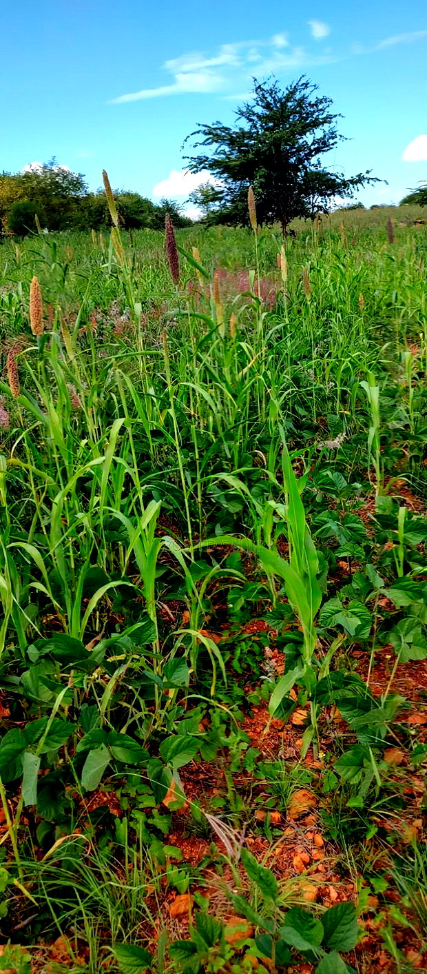 Embu County, Kiambere 10 Agricultural Farmland.