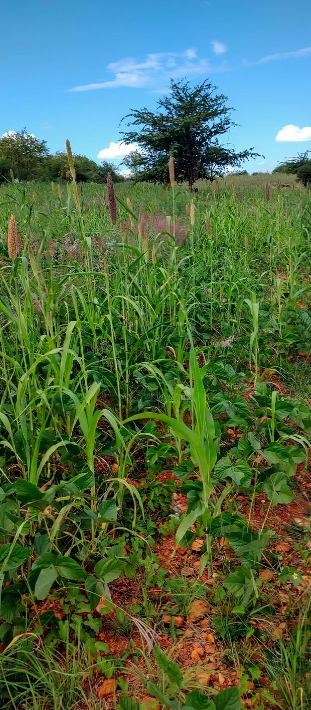 Embu County, Kiambere 10 Agricultural Farmland.