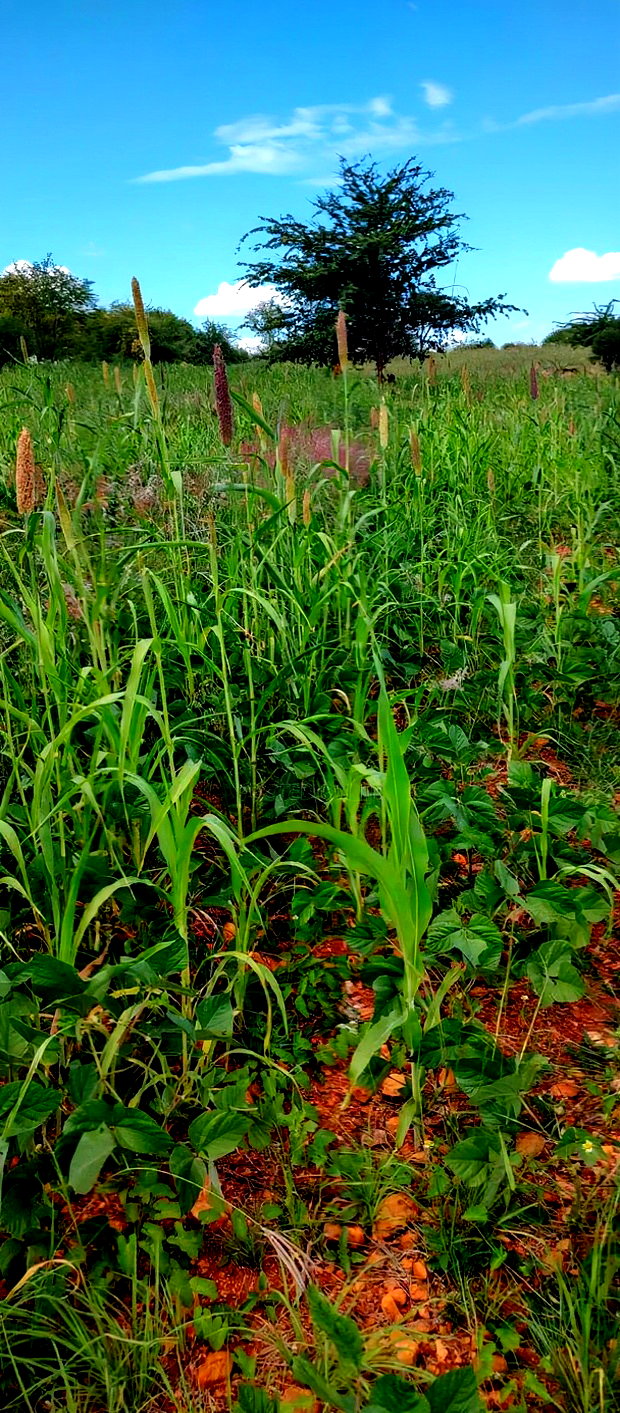 Embu County, Kiambere 10 Agricultural Farmland.