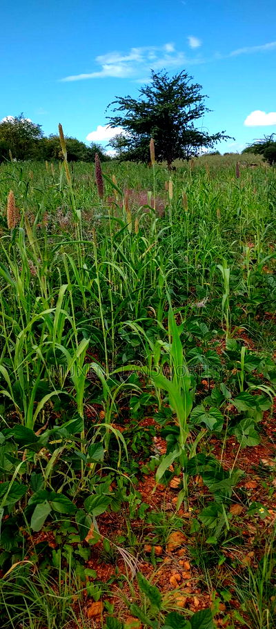 Embu County, Kiambere 10 Agricultural Farmland. - Image 4