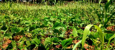 Embu County, Kiambere 10 Agricultural Farmland. - Image 9