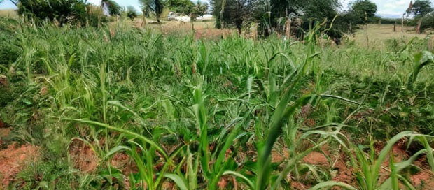 Embu County, Kiambere 10 Agricultural Farmland.