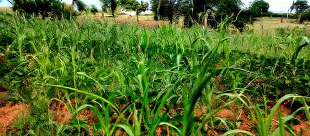 Embu County, Kiambere 10 Agricultural Farmland.