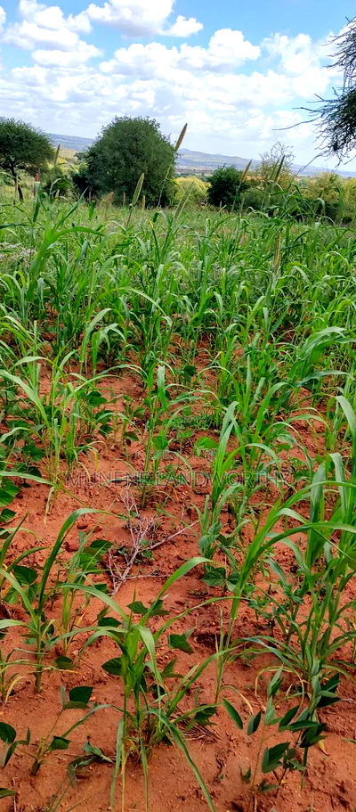 Embu County, Kiambere 10 Agricultural Farmland. - Image 13