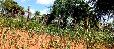 Embu County, Kiambere 10 Agricultural Farmland. - Image 3
