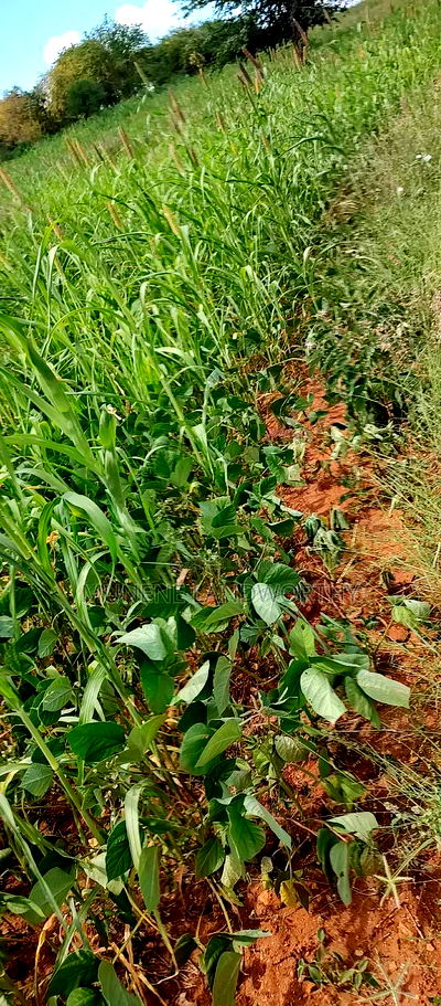 Embu County, Kiambere 10 Agricultural Farmland. - Image 6