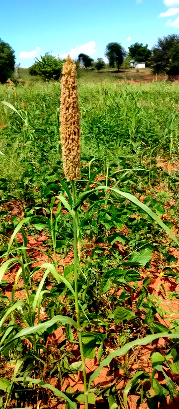Embu County, Kiambere 10 Agricultural Farmland.