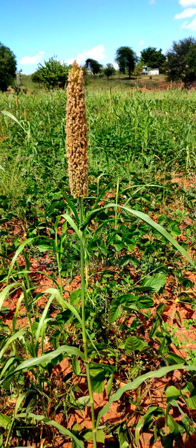 Embu County, Kiambere 10 Agricultural Farmland. - Image 1