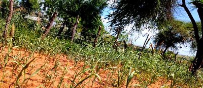 Embu County, Kiambere 10 Agricultural Farmland. - Image 10