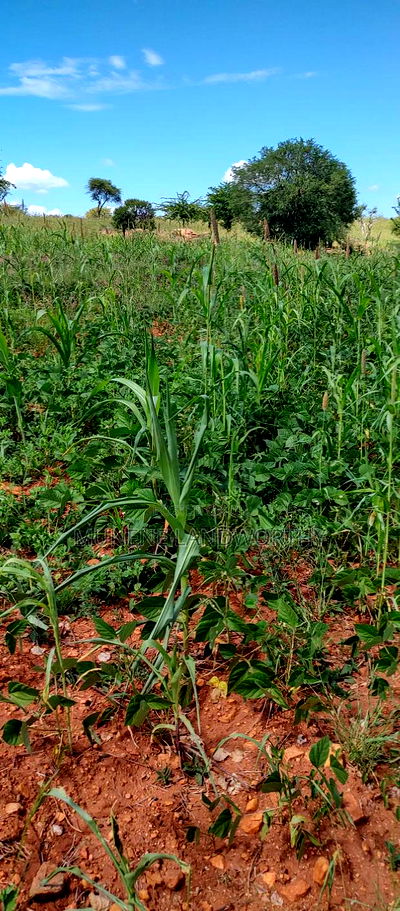 Embu County, Kiambere 10 Agricultural Farmland. - Image 11