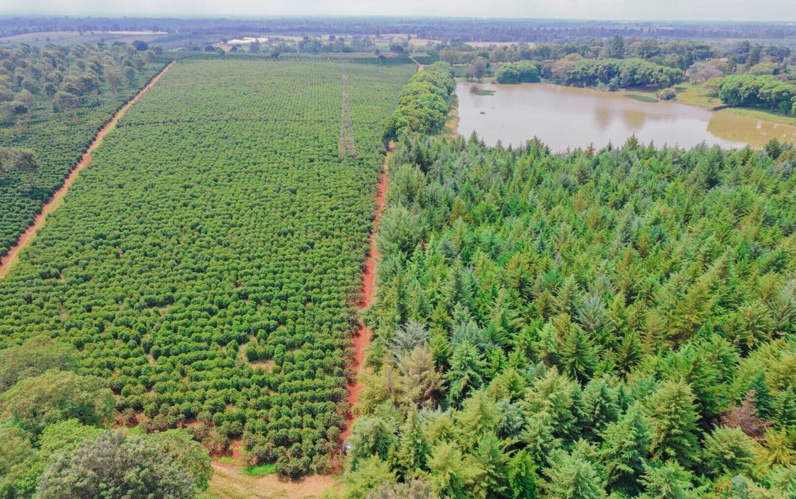 Quarter Acre Serviced Plot