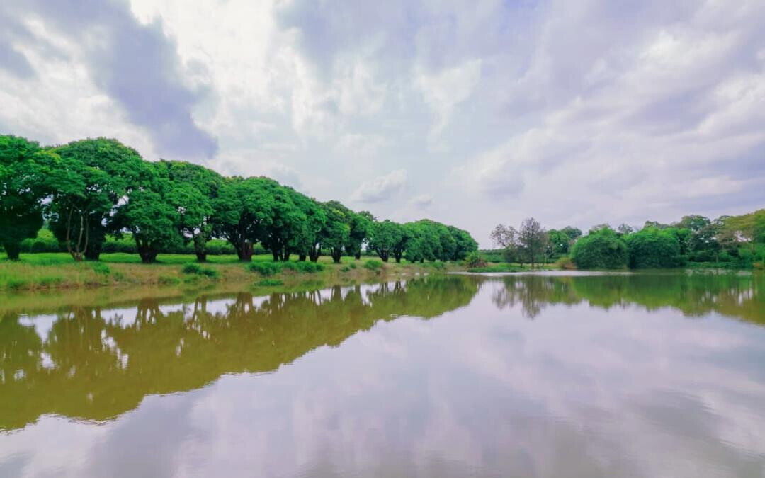 Quarter Acre Serviced Plot