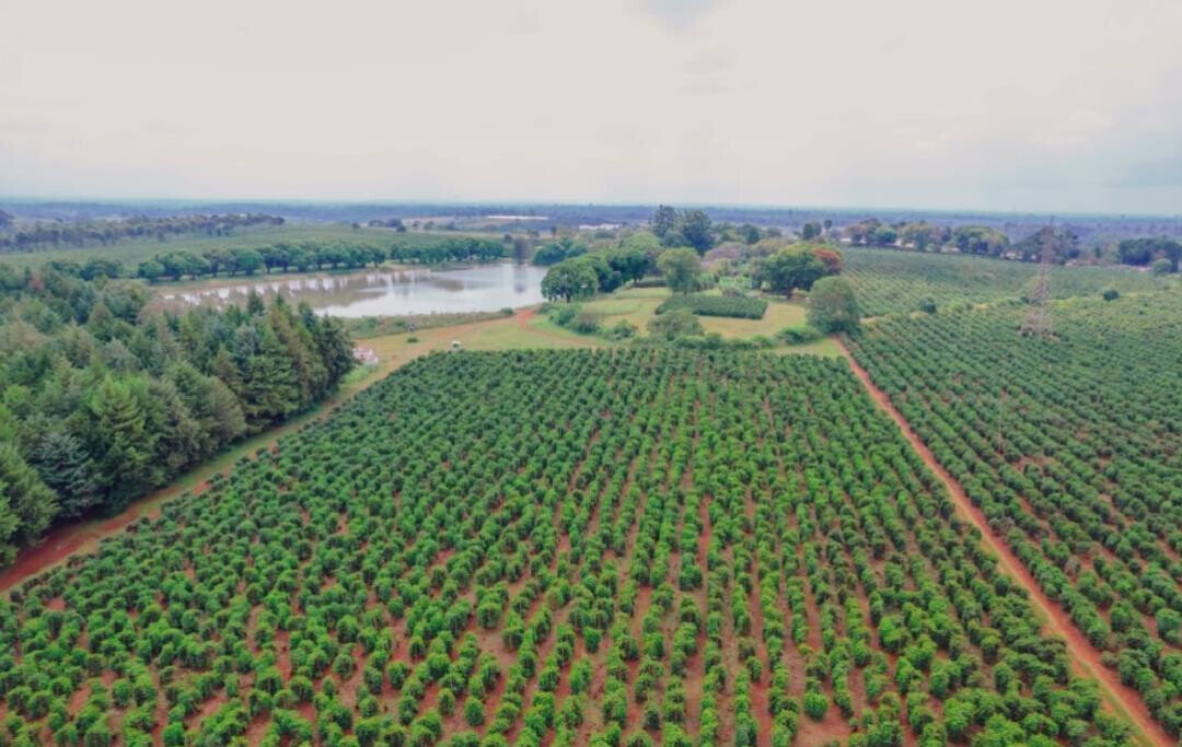 Quarter Acre Serviced Plot