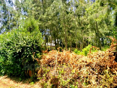 Eighth Acre Plot In Kiserian, Kaurai. Large With Trees - Image 4