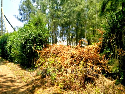 Eighth Acre Plot In Kiserian, Kaurai. Large With Trees - Image 2