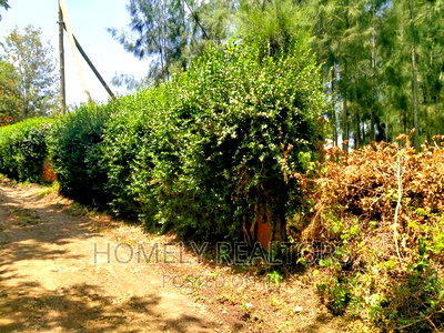 Eighth Acre Plot In Kiserian, Kaurai. Large With Trees - Image 3