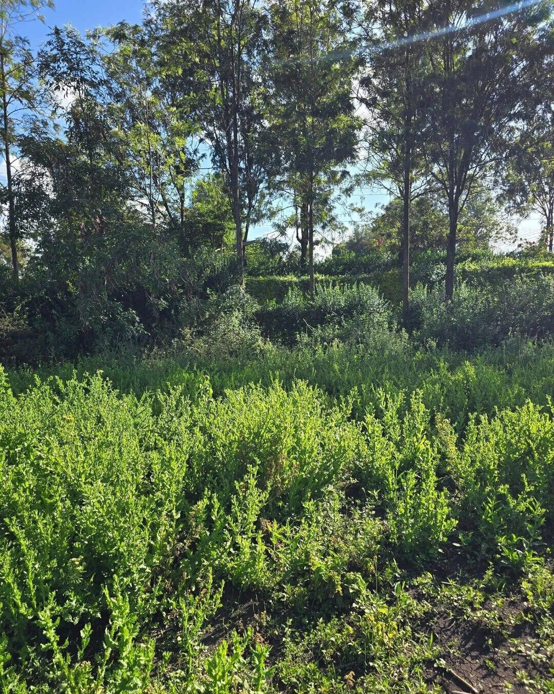 Quarter Acre Garden Plot at KSh 4.3M