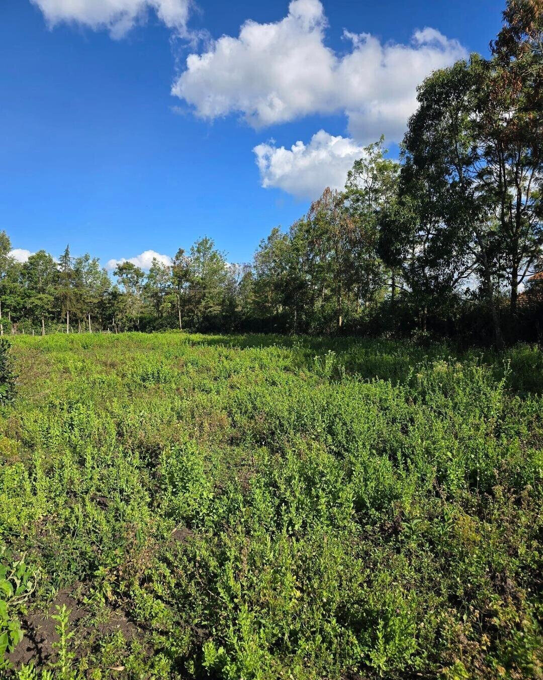 Quarter Acre Garden Plot at KSh 4.3M