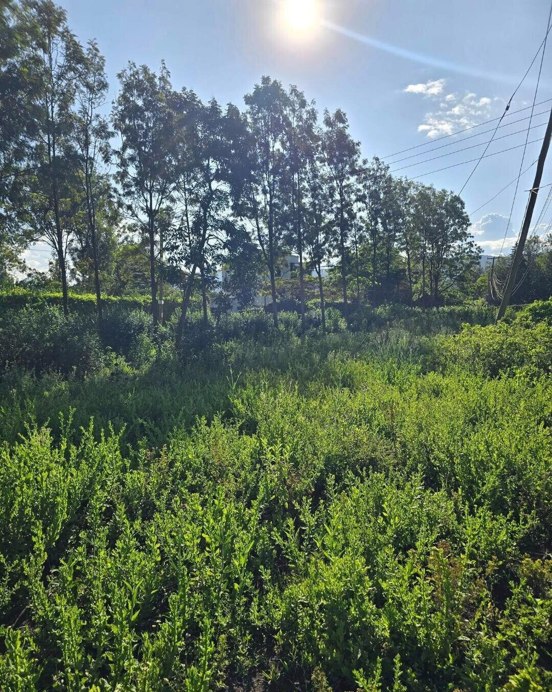 Quarter Acre Garden Plot at KSh 4.3M