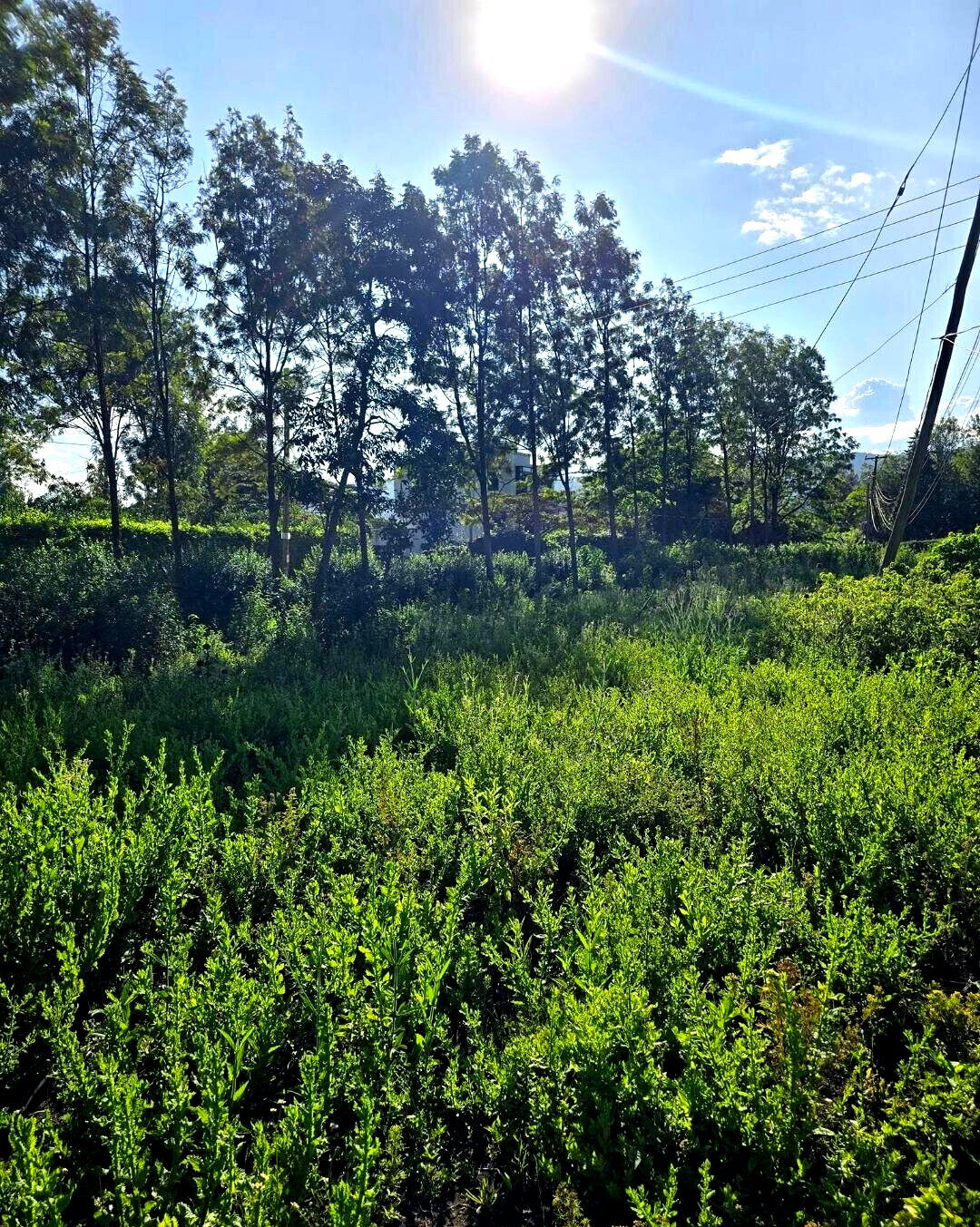 Quarter Acre Garden Plot at KSh 4.3M