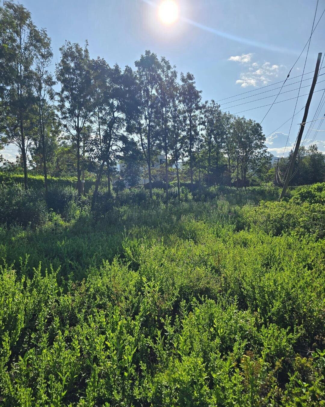Quarter Acre Garden Plot at KSh 4.3M