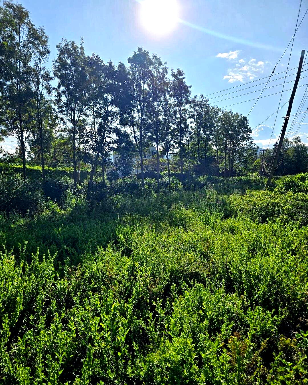 Quarter Acre Garden Plot at KSh 4.3M