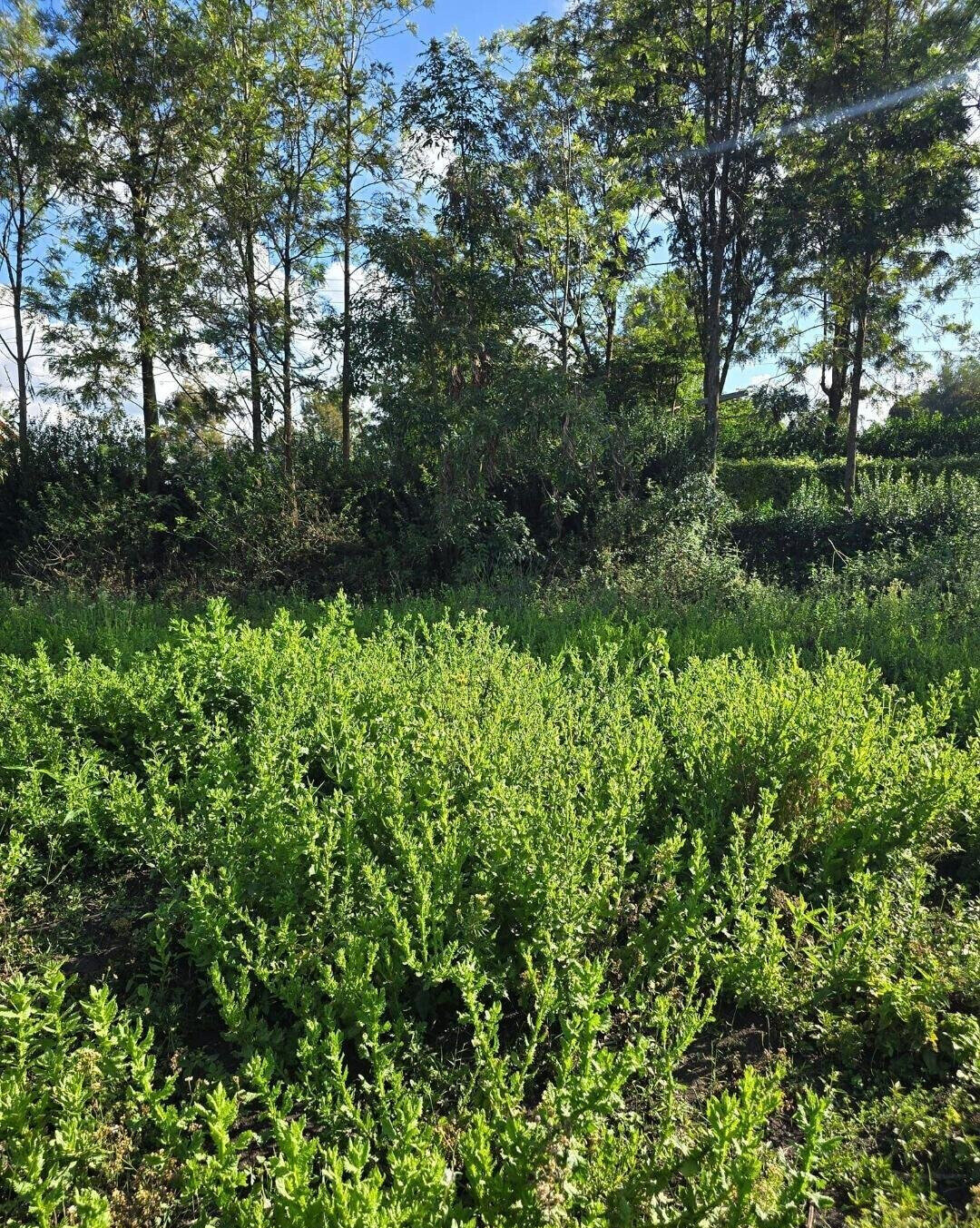 Quarter Acre Garden Plot at KSh 4.3M