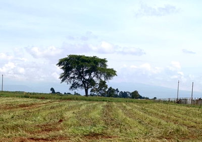 2.5 Acres in Forest Hill Estate