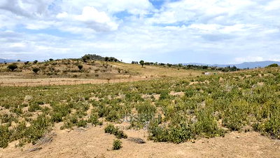 Naivasha Moi Ndabi Sero 22.9acres,Eletric Fenced - Image 19